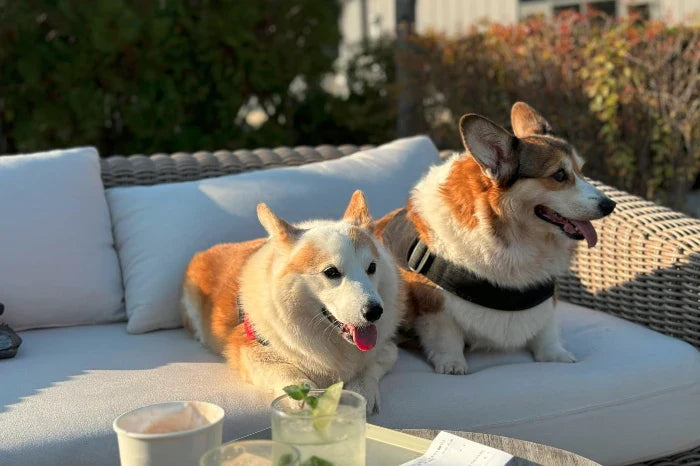 Heating Solutions and Alternatives for Happy Animals