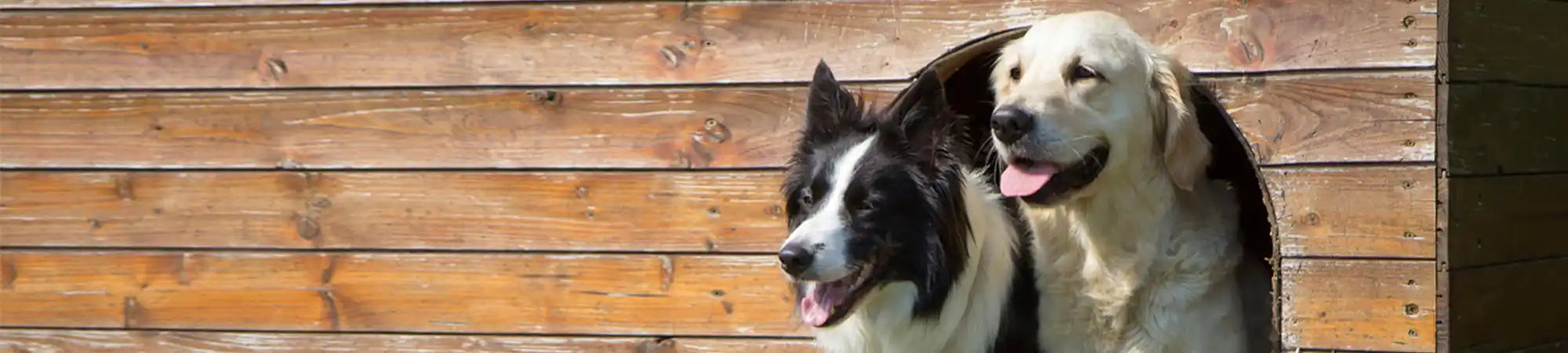 Infrared Heater for Kennels and Cattaries