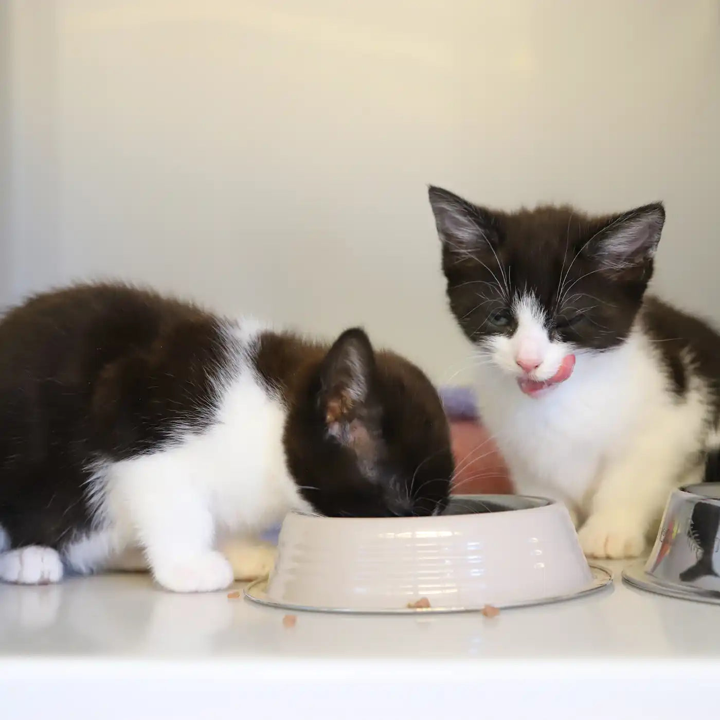 Two black and white kittens eating from food bowls inside a warm, well-lit cattery enclosure at an animal rescue centre.
