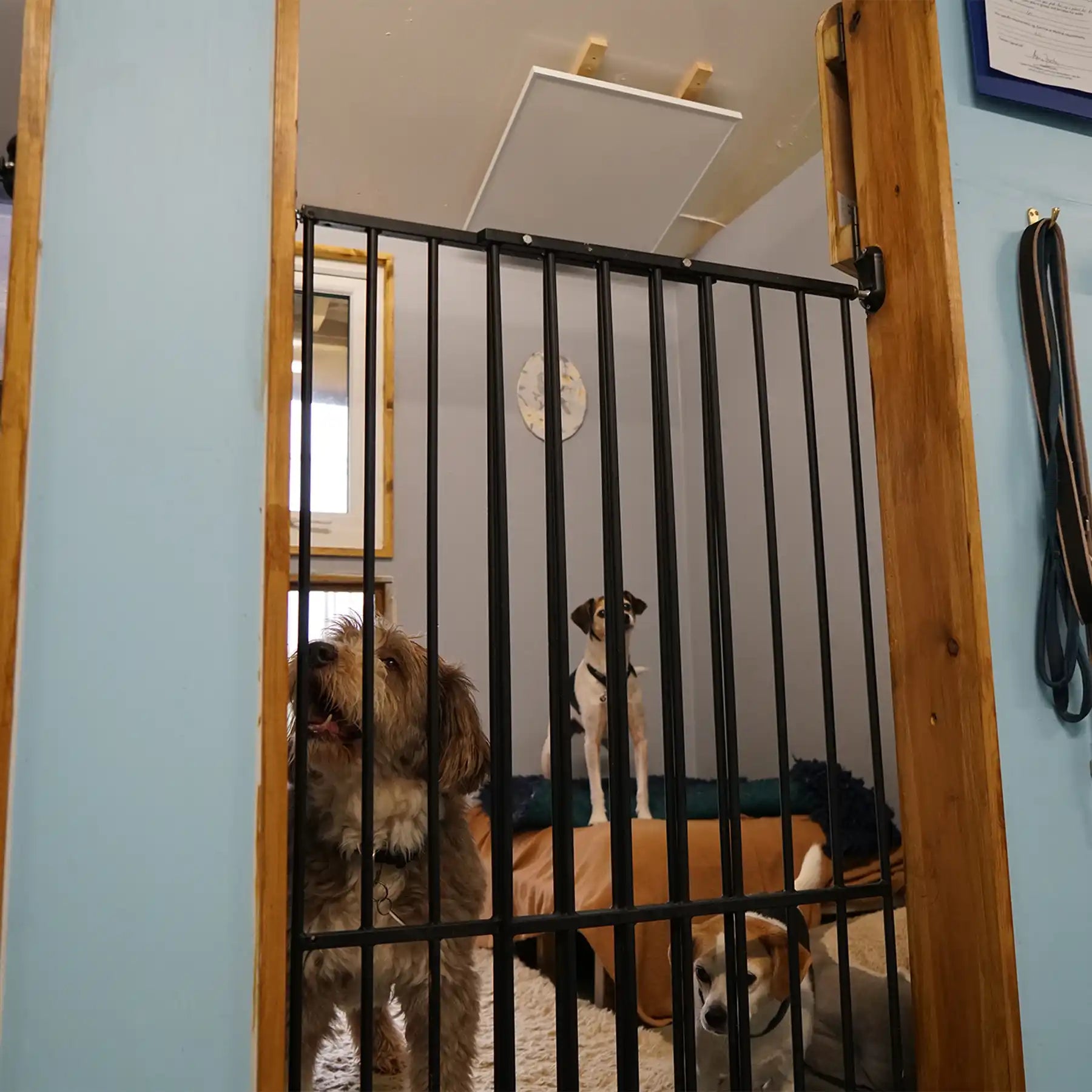 Mobile banner showing Kiasa infrared heating panels designed for kennels and pet care spaces