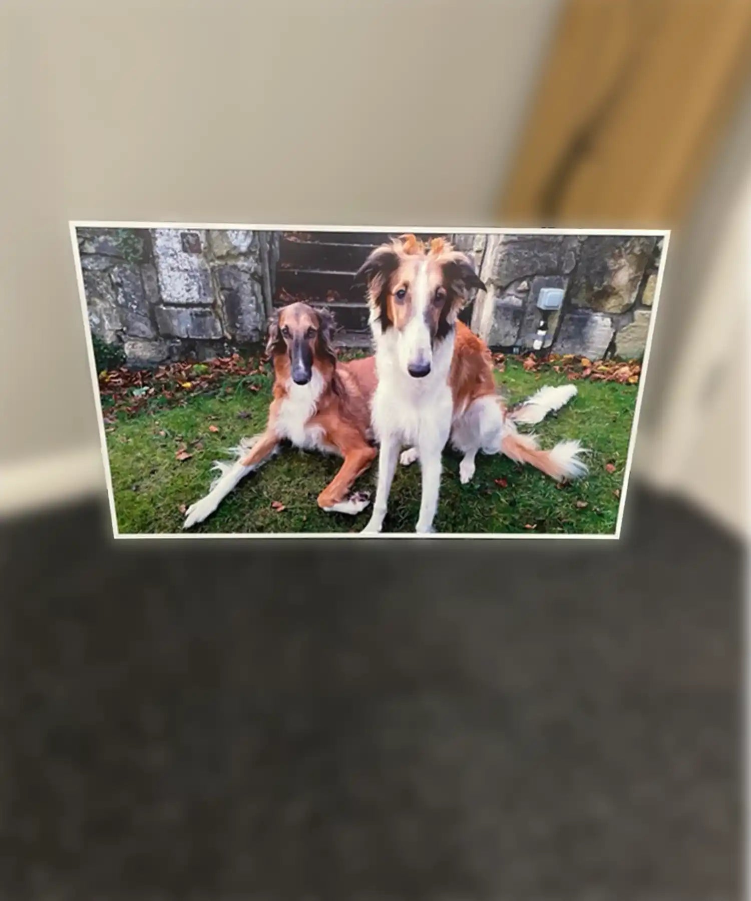 A custom infrared panel featuring a photo of two elegant long-haired dogs (likely Borzois) sitting on a lawn. One is lying down while the other sits upright. They are posed in front of a stone wall and steps, surrounded by scattered autumn leaves.