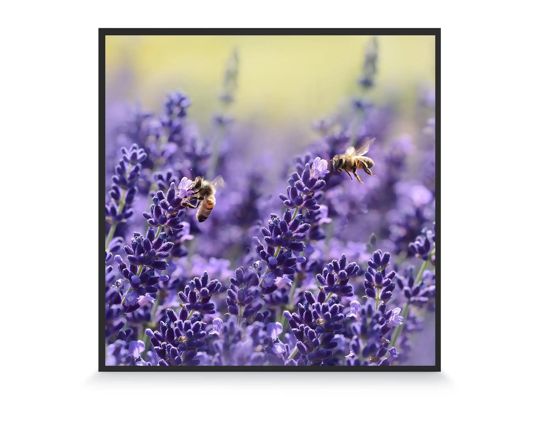 350w Picture IR Panel - Lavender Fields - 60cm x 60cm