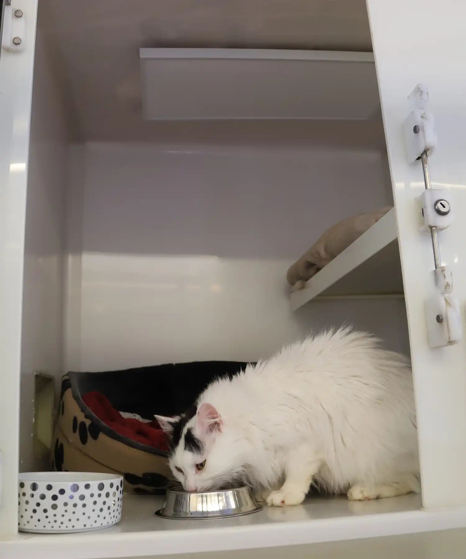 Fluffy white cat drinking from a silver bowl inside a cattery pen equipped with a KIASA ceiling-mounted infrared panel and cosy bedding.