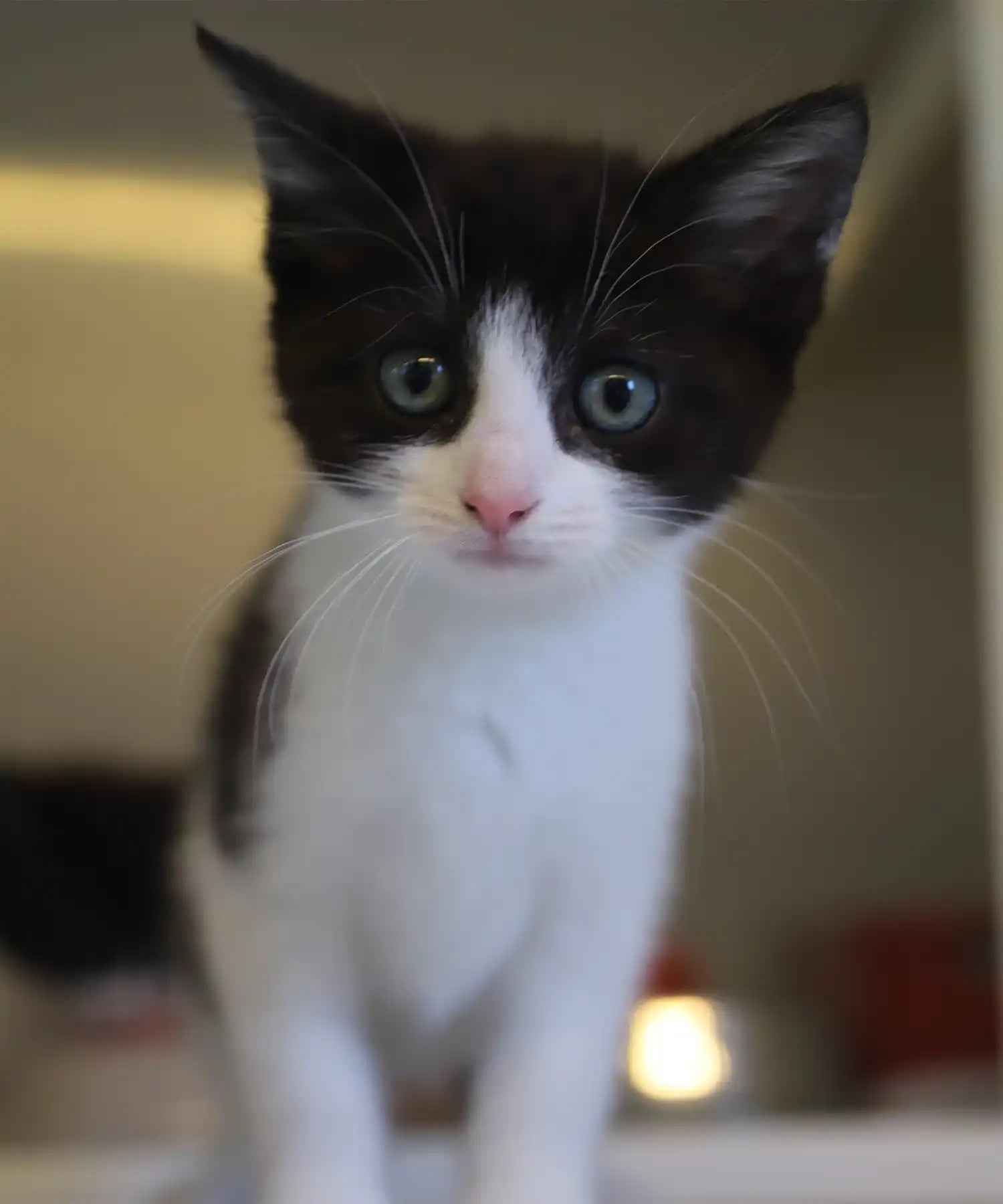 Black and white kitten with blue eyes looking directly at the camera inside a rescue cattery pod, surrounded by soft lighting and warmth.