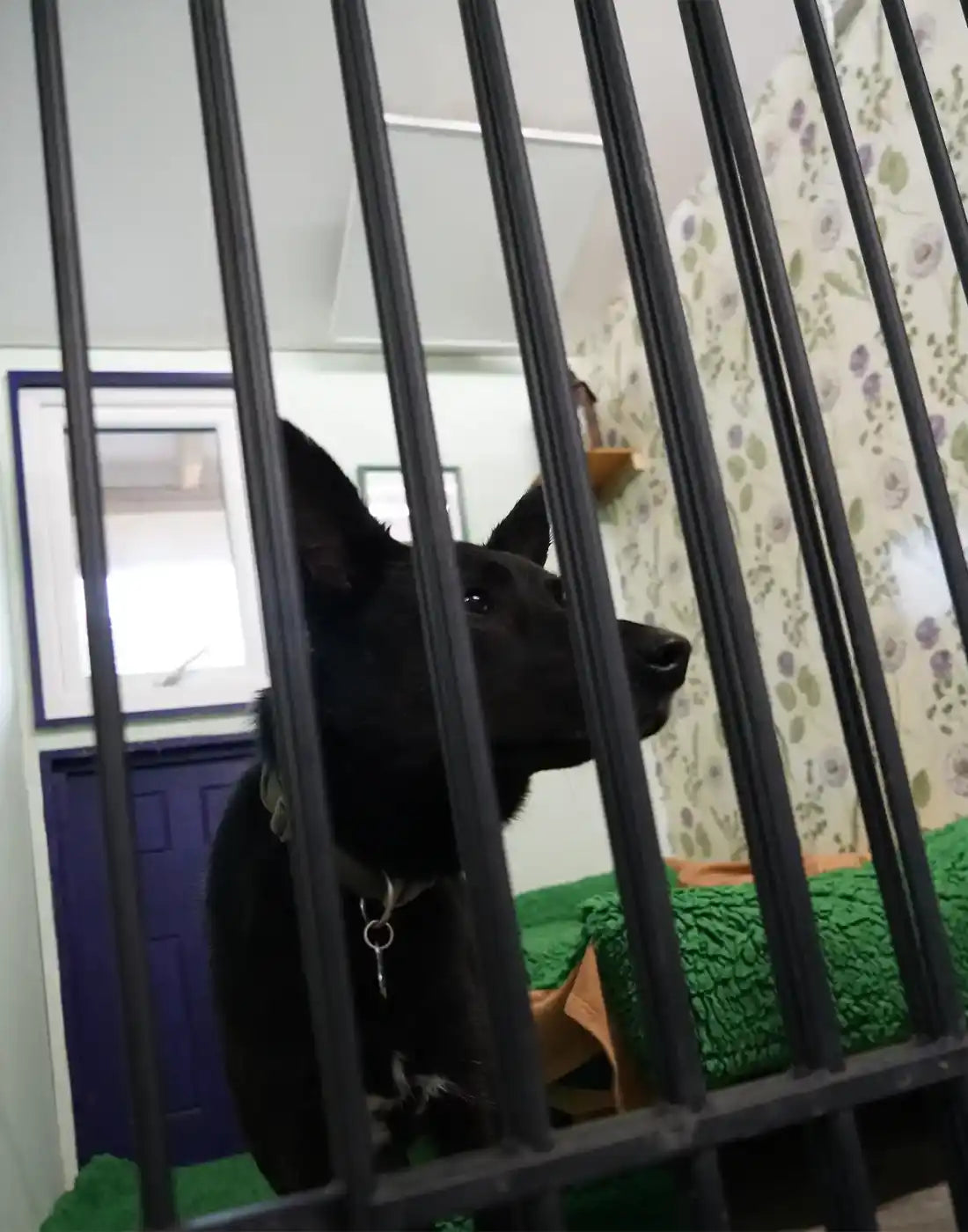 Ceiling-mounted Kiasa infrared heater offering pet-friendly, gentle and efficient heat for barns