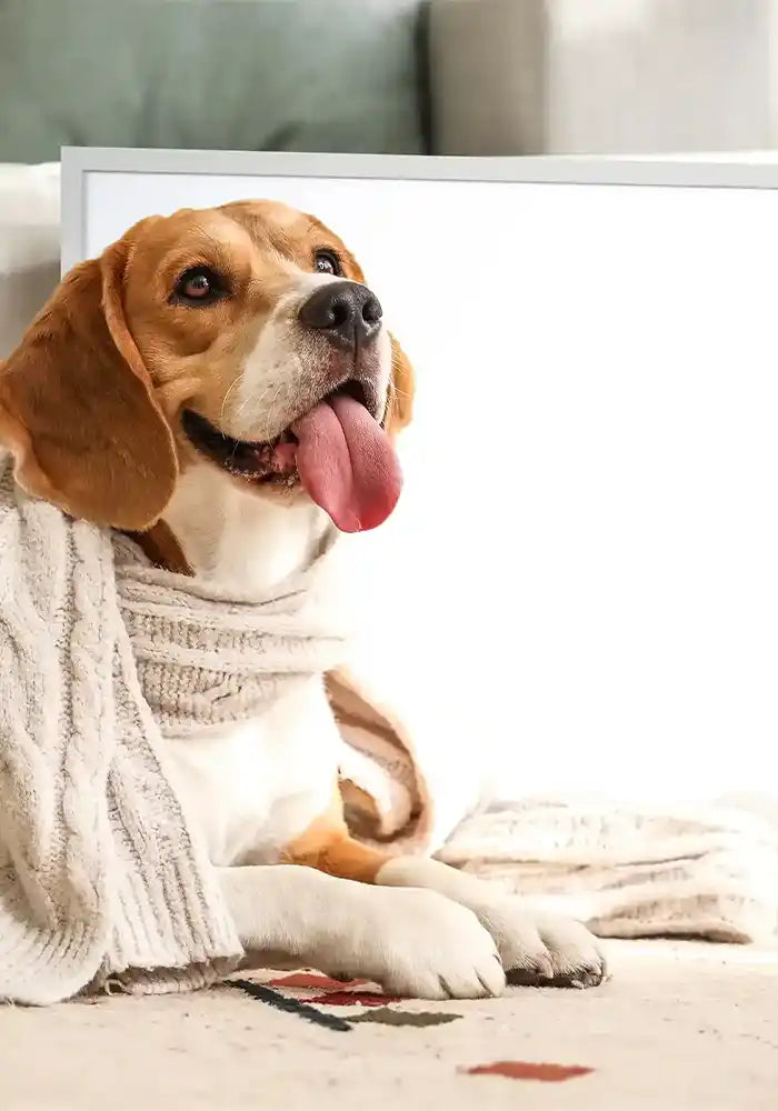 Dog wearing a sweater with a blurred background