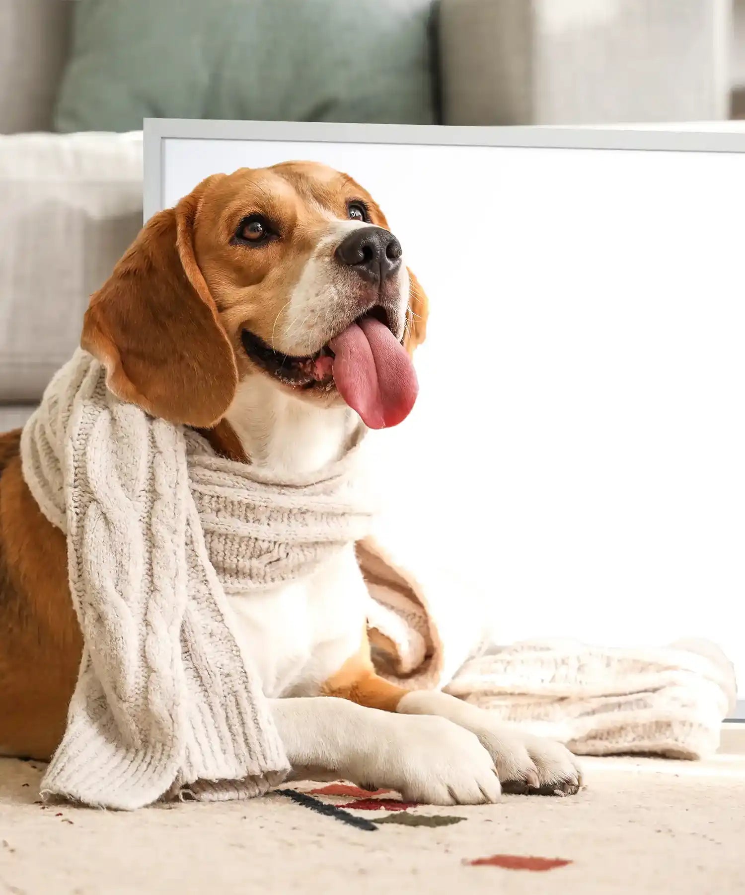 Kiasa Infrared heater portable - pet friendly