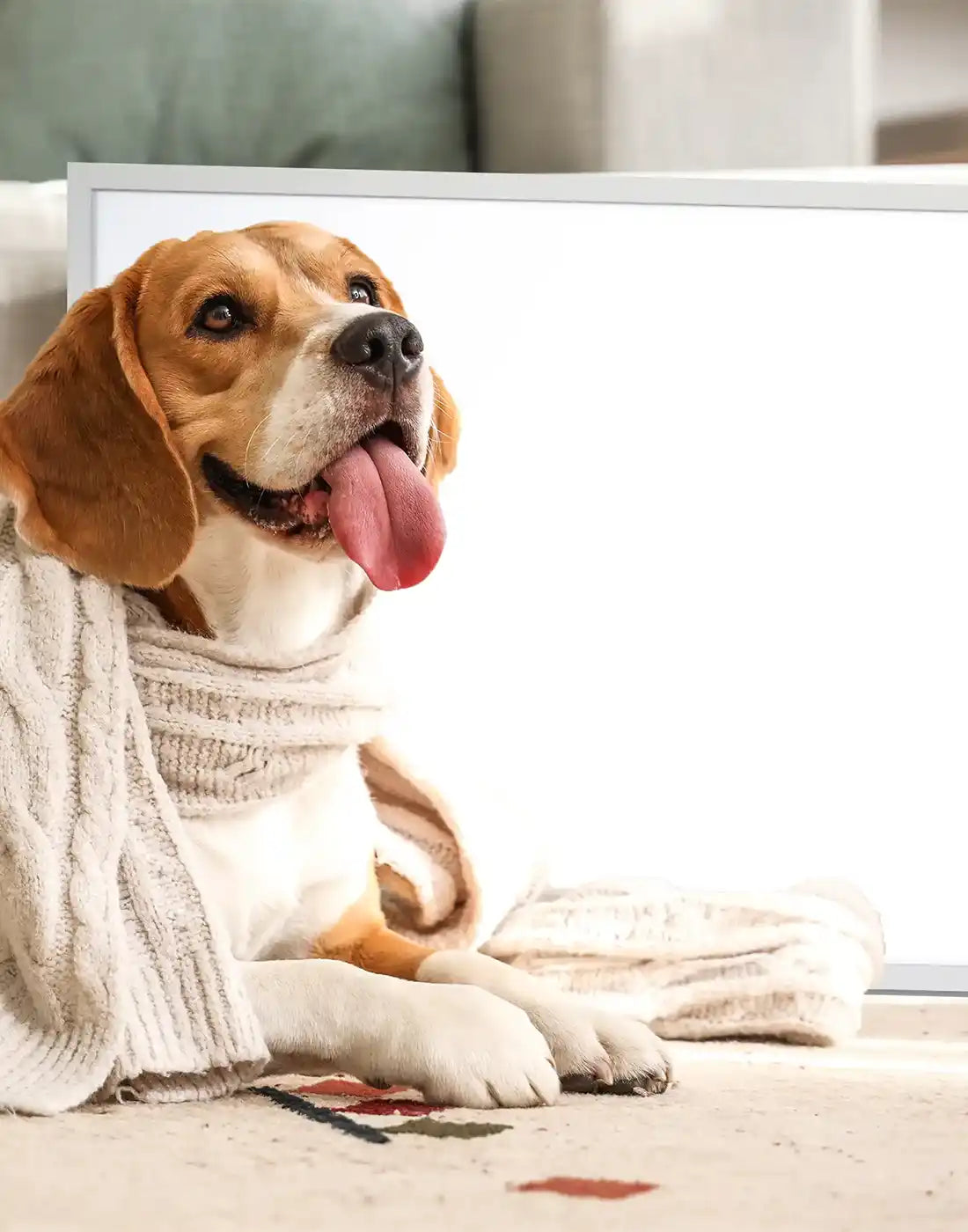 Kiasa portable heater for pets, safe and energy-efficient home heating solution