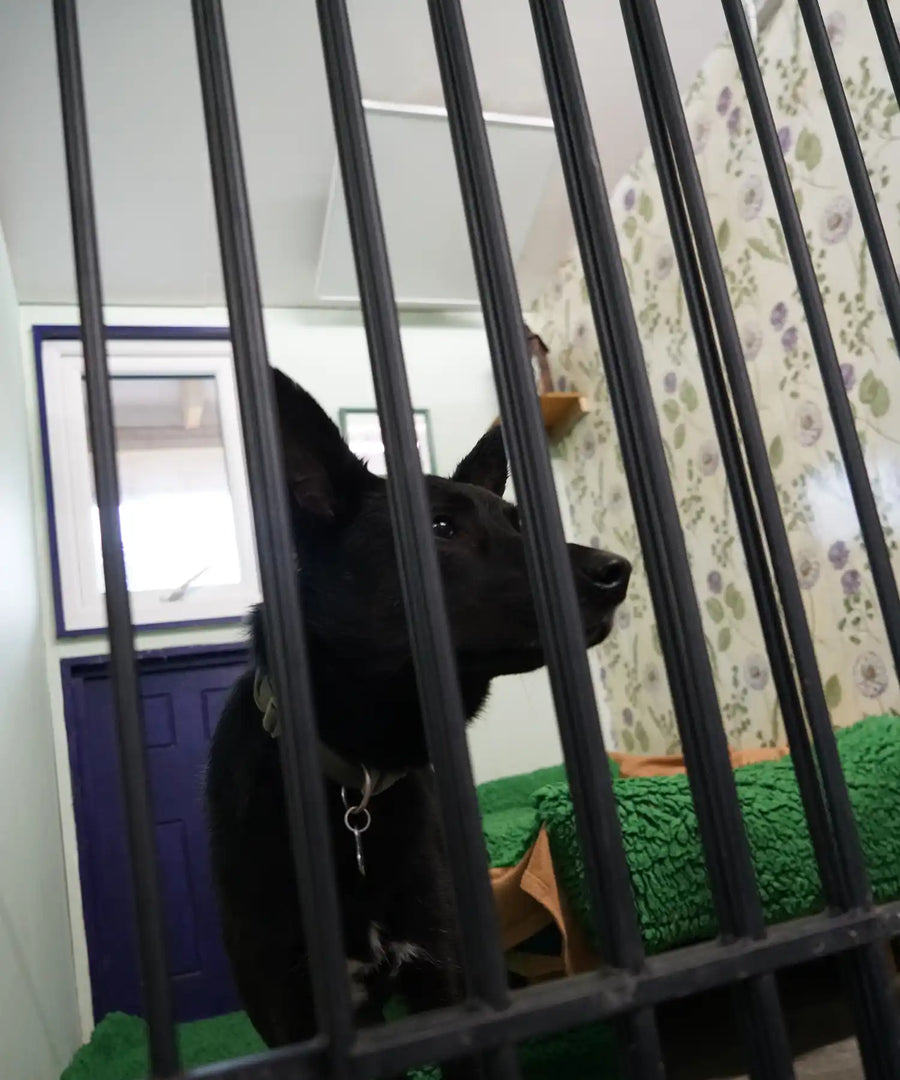 Energy-efficient Kiasa smart heater providing gentle warmth for pets indoors