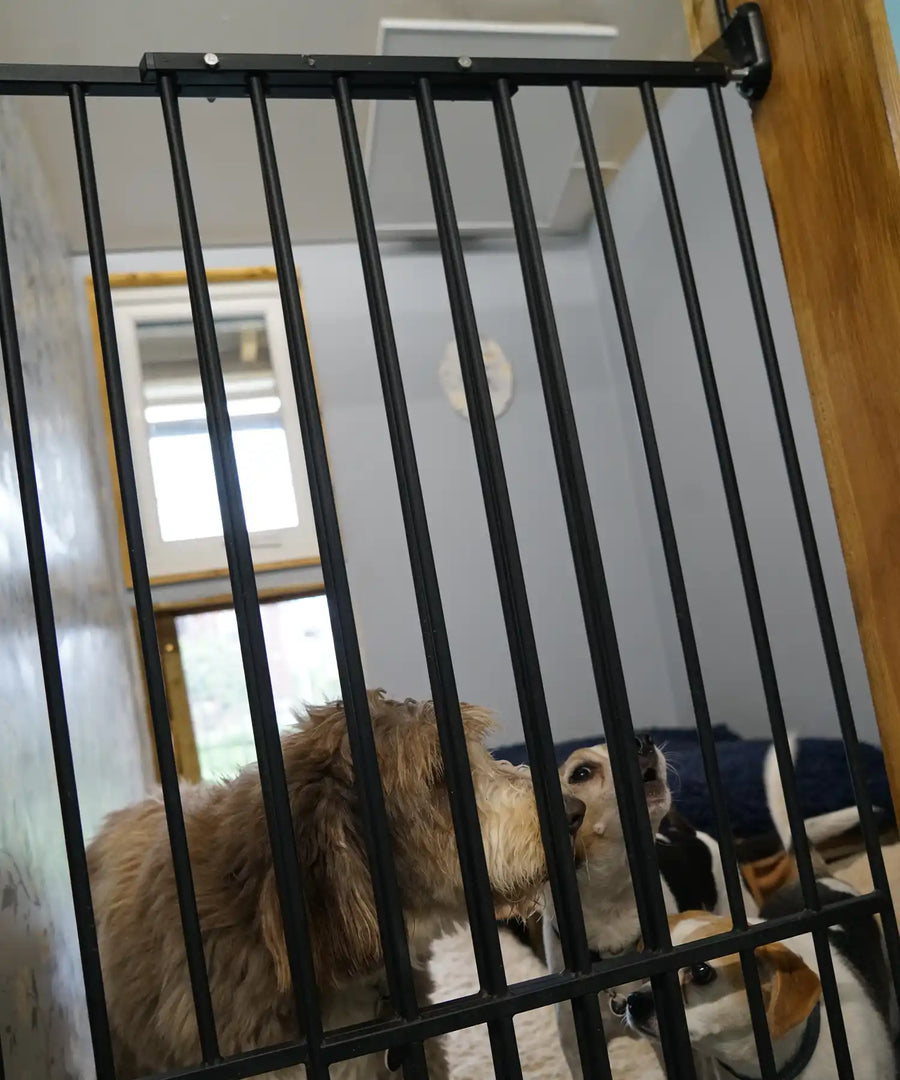 Modern Kiasa infrared smart heater ensuring pet-friendly and comfortable heating