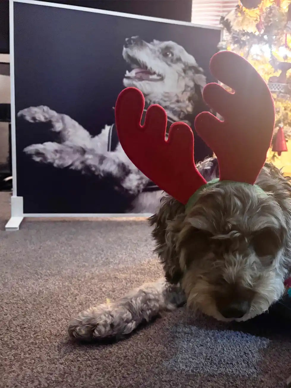 Pet Friendly Custom IR Heating Panel