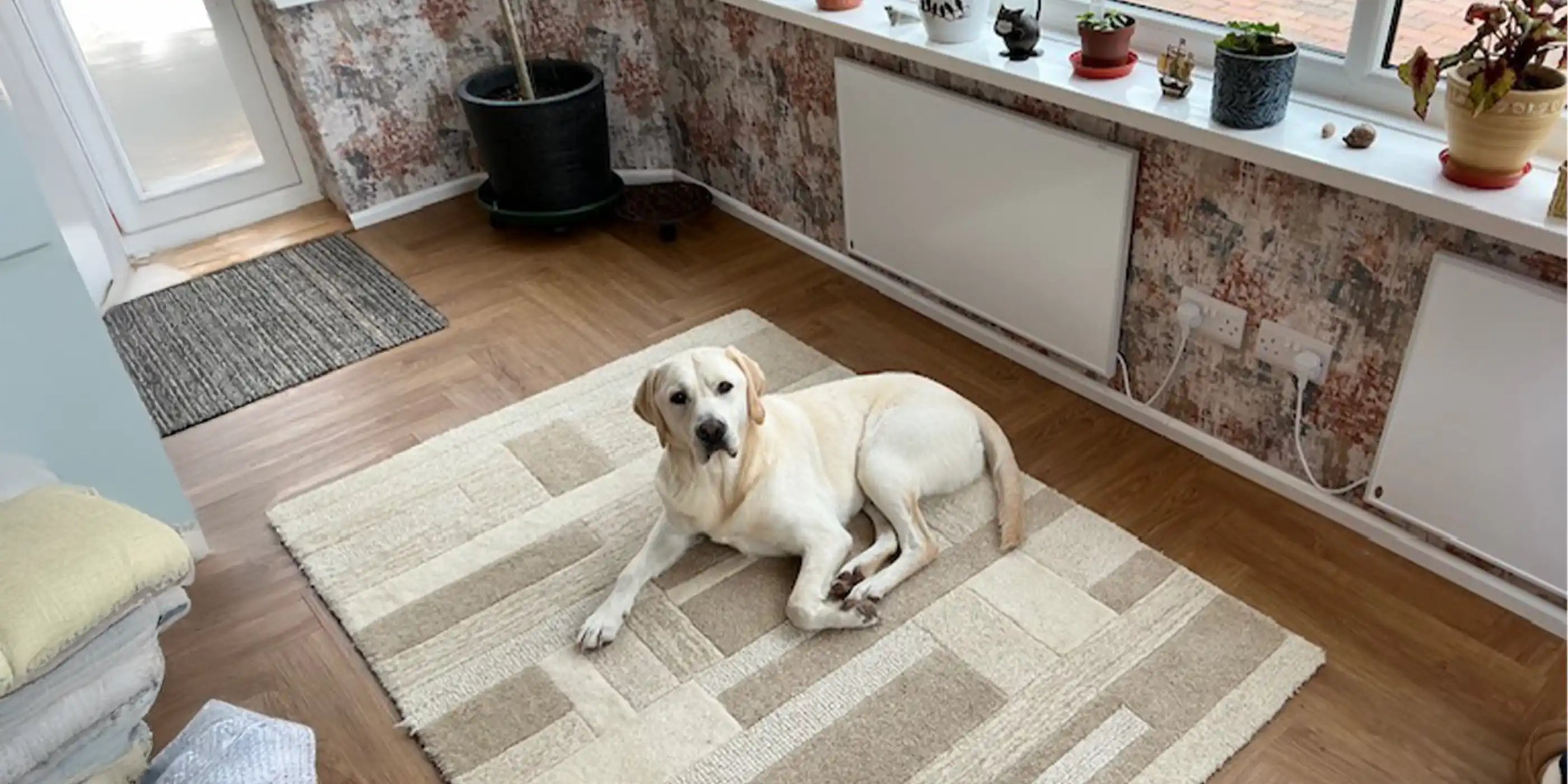 Happy puppies relaxing at home with pet-safe Kiasa infrared heater