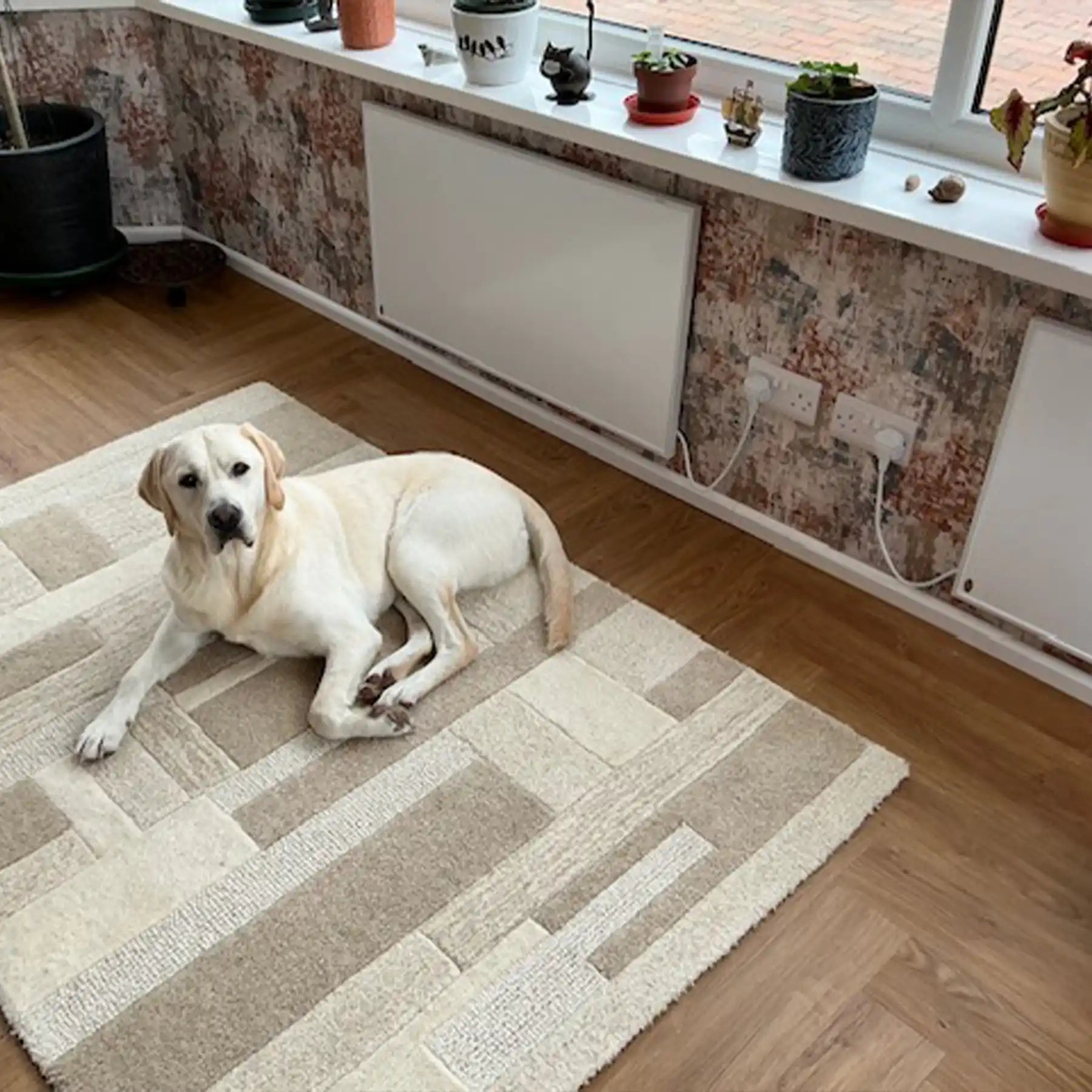 Cozy puppies in a warm home environment with pet-friendly Kiasa heater