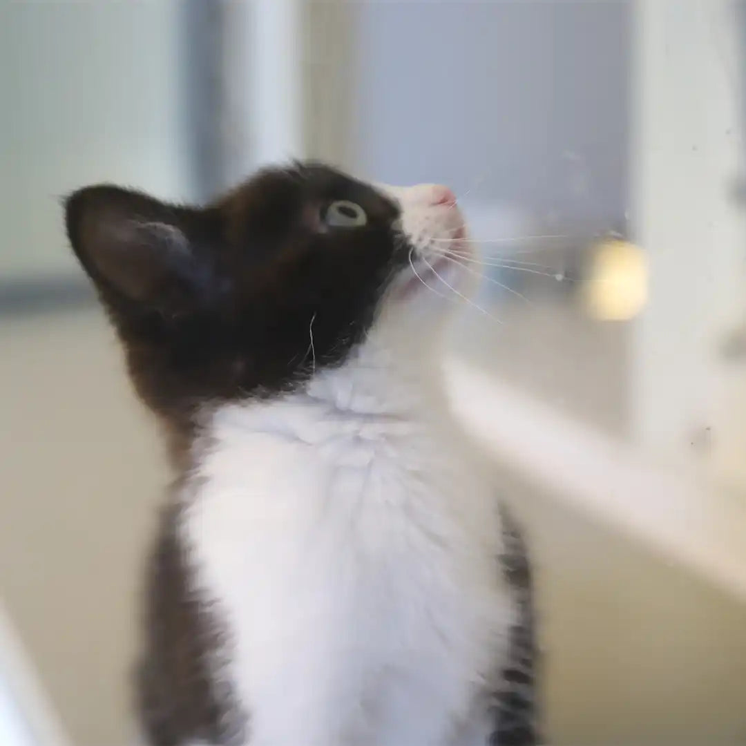 Close-up of a black and white kitten looking upwards inside a brightly lit animal rescue centre, likely toward a heat source or handler.

