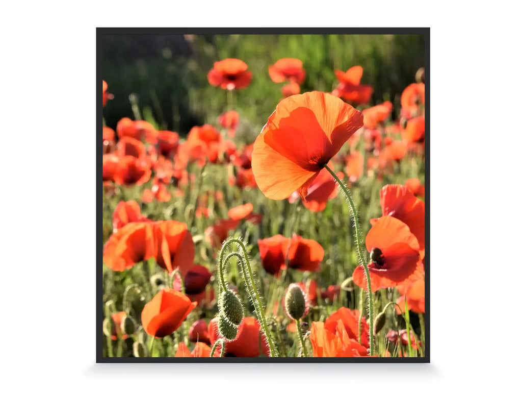 Smart 350w Picture IR Panel - Poppies - 60cm x 60cm