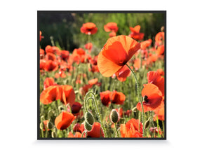 350w Picture IR Panel - Poppies - 60cm x 60cm