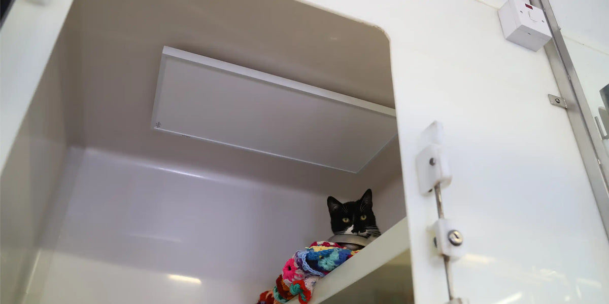 Black and white cat resting on a shelf under a ceiling-mounted KIASA 180W infrared panel inside a white cattery pen at an animal rescue centre.

