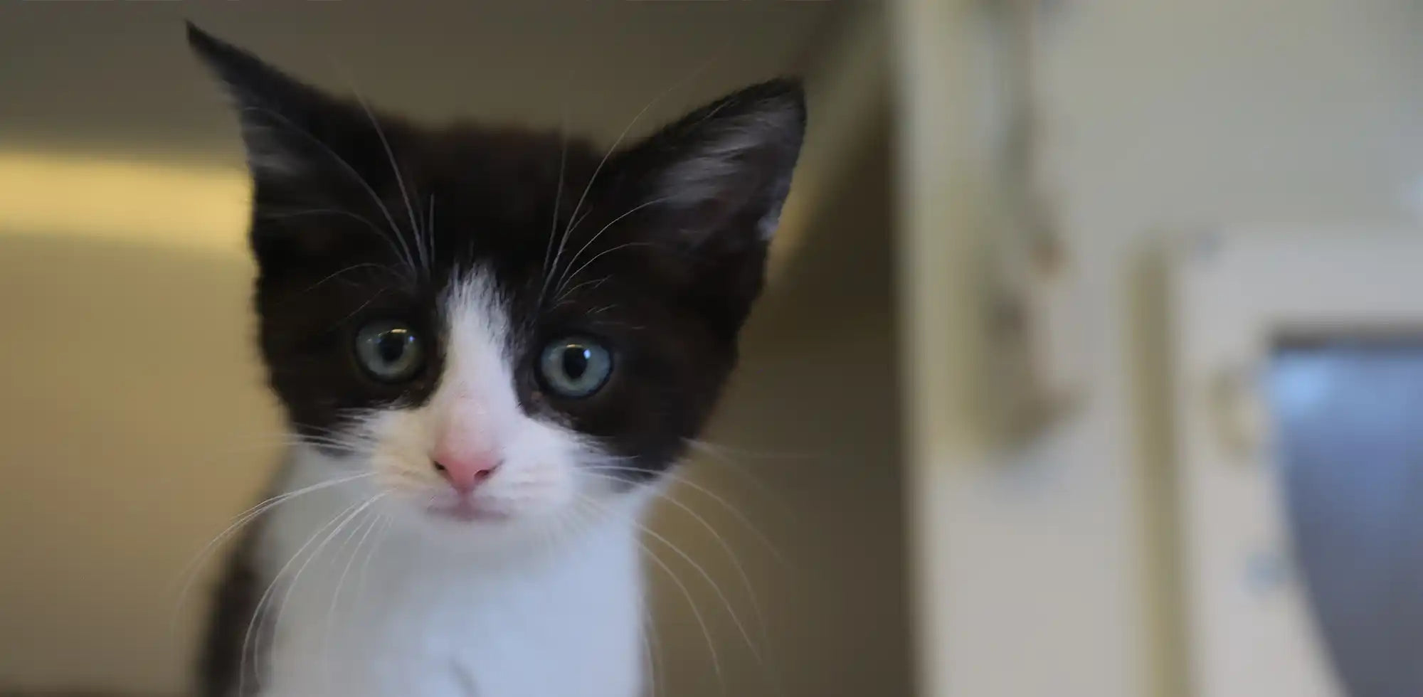 Close-up of a black and white kitten with wide eyes inside a cat rescue centre, highlighting the calm and warm indoor environment.


