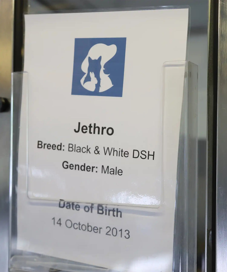 Close-up of an information card for Jethro, a black and white male domestic shorthair cat born on 14 October 2013, displayed at a cattery.

