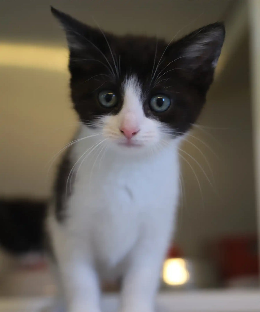 Black and white kitten with blue eyes looking directly at the camera inside a rescue cattery pod, surrounded by soft lighting and warmth.

