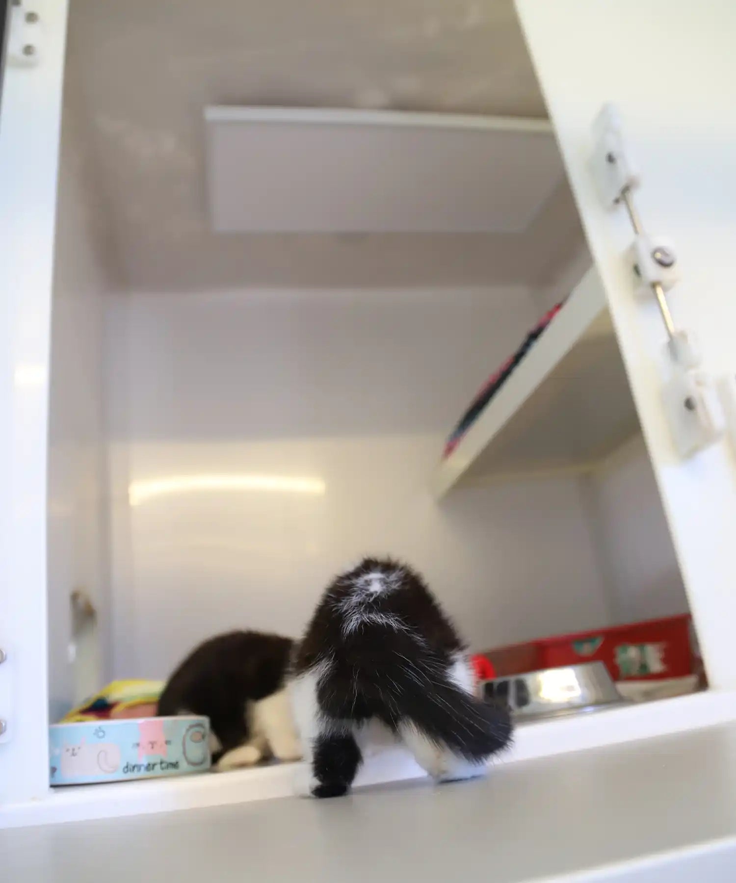Black and white kitten climbing into a cattery sleeping pod equipped with a ceiling-mounted KIASA infrared panel and food bowls.

