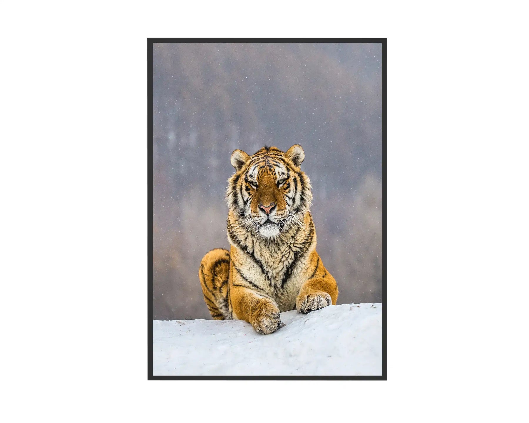 500w Picture IR Panel - Tiger - 80cm x 60cm